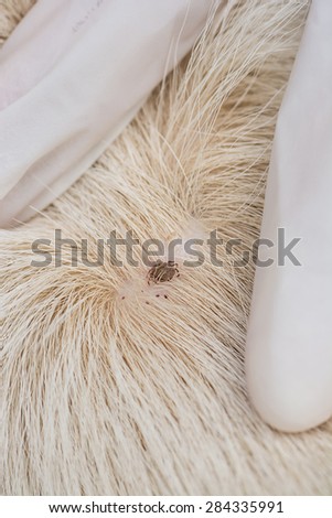 Closeup of adult tick on dog fur,selective focus,dog health care concept.
