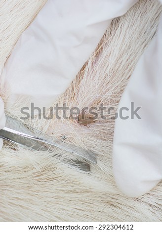 Closeup of human hands using silver pliers to remove dog adult tick from the fur,dog health care concept.