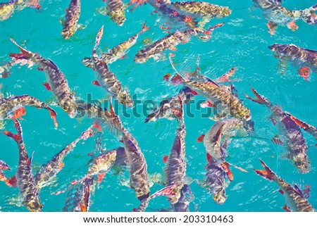 Fish group in the lake, fish background