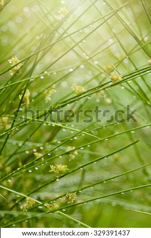 Juncus effusus in rain and sunlight, UK, summer.