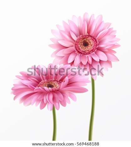 Similar – Image, Stock Photo Pink gerbera daisy flowers bouquet