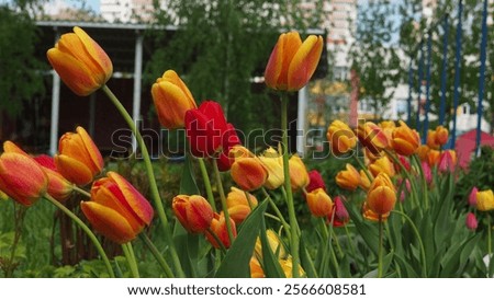 Similar – Image, Stock Photo single colourful tulip leaves arranged as a flower on a white background in the left part of the picture