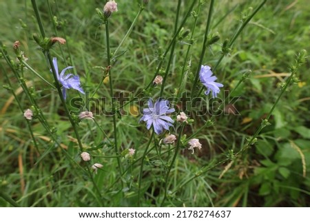 Common chicory in the summer meadow  Сток-фото © 