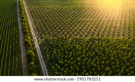 Similar – Foto Bild Luftaufnahme von Olivenbäumen, die ein Muster aus senkrechten Linien und braunem Feld bilden