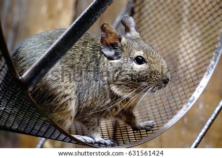 Similar – Foto Bild Degu sitting in wheel