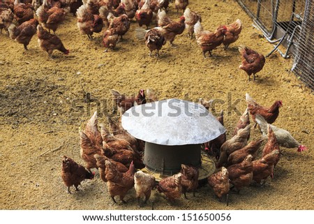 Organic hen-house