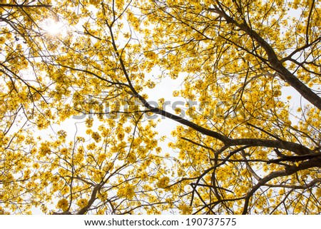 Cochlospermum regium, Yellow Silk Cotton Tree, Yellow flower or Torchwood in Thailand