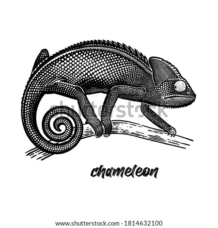 Download Animal Chameleon Wallpaper 1920x1200 | Wallpoper #213834