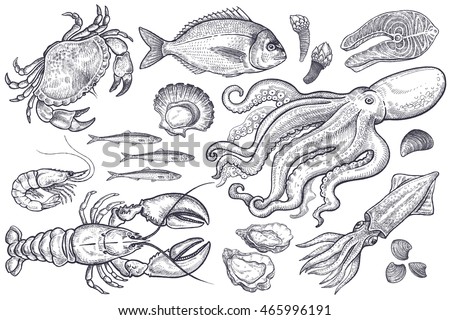 Vector set. Seafood crab, lobster, shrimp, fish, anchovies, oysters, scallops, octopus, squid, mussels, salmon. Illustration vintage style. Templates for design sea shops, restaurants, markets.