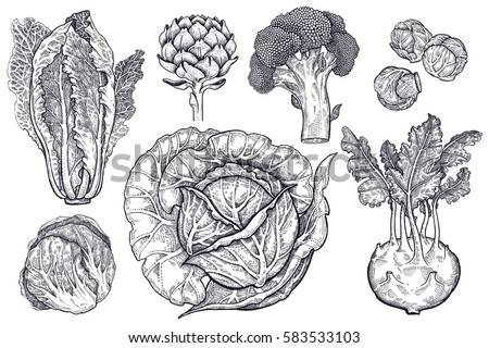 Vegetables set. Isolated cabbage, kohlrabi, brussels sprouts, broccoli, Chinese cabbage, artichoke. Hand drawing vegan food. Black and white plants. Vector illustration art. Vintage engraving