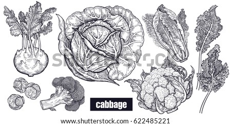 Various cabbage set. White cabbage, broccoli, Brussels sprouts, cauliflower, Chinese cabbage, kohlrabi, leaf cabbage. Hand drawing sketch. Black and white. Vector illustration art. Vintage engraving.