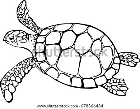 Turtle Clipart Black And White | Free download on ClipArtMag