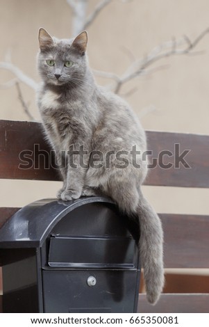 Cat watching over the mailbox Imagine de stoc © 
