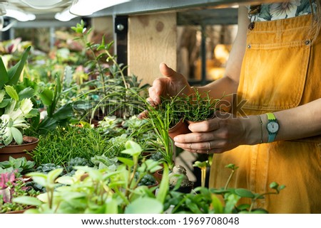 Similar – Image, Stock Photo Unrecognizable female professional florist making bouquets.