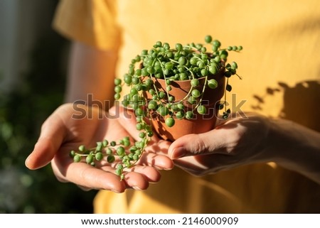 Closeup of woman hand holding small terracotta pot with Senecio Rowleyanus commonly known as a string of pearls. Sunlight. Hobby, houseplant lovers concept.  Photo stock © 