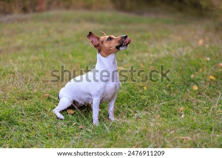 Similar – Image, Stock Photo beautiful jack russell dog lying on bed listening to music on headset. home, indoors, music and lifestyle