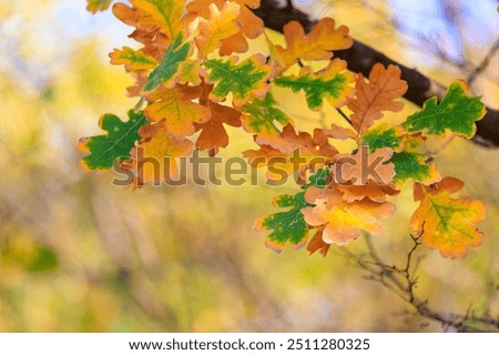 Similar – Foto Bild Äste im Herbst aus Froschperspektive