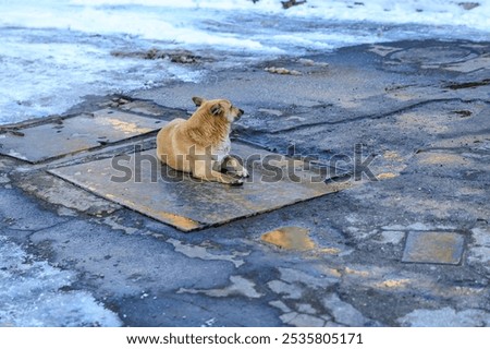 Similar – Image, Stock Photo cold metal Snow Grating