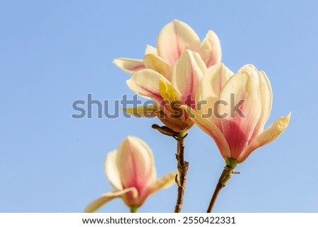 Similar – Foto Bild Magnolia harmonisch