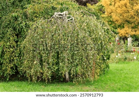 Similar – Image, Stock Photo Weeping birch in the morning winter sun