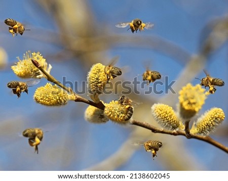 Similar – Image, Stock Photo Bee flies on blue grape hyacinth