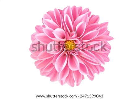 Similar – Image, Stock Photo daisies Marguerite