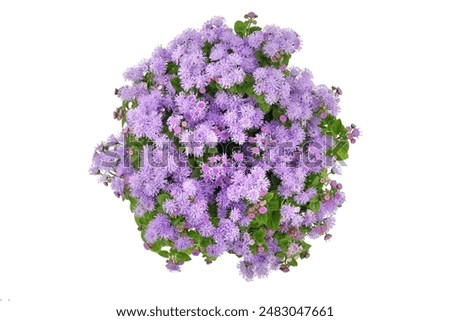 Similar – Purple flowers on bush