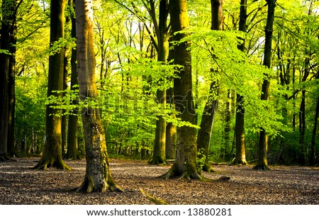 bright summer forest with brown leaves on the forest floor