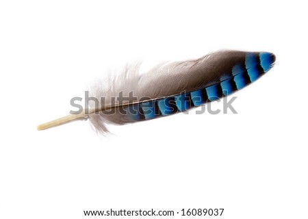 Close Up Of A Feather Grey, Blue And Black Colored Stock Photo 16089037 ...