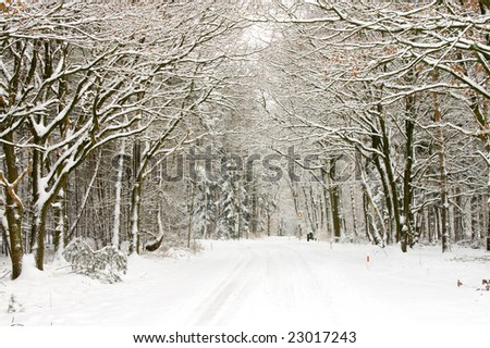 landscape of a forest and road covered with  snow
