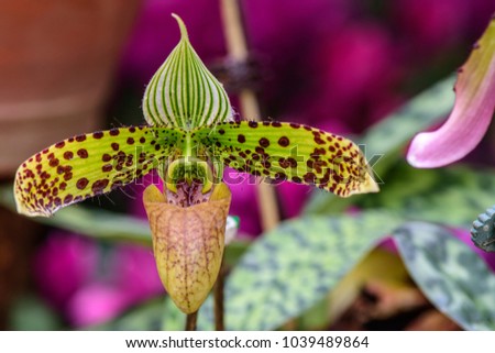 Paphiopedilum Sukhakulii