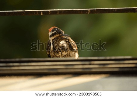 Similar – Image, Stock Photo Lesser Sparrow Environment