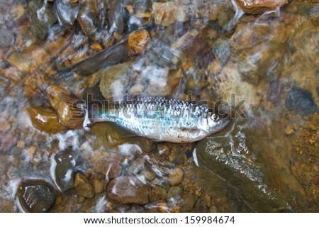 Freshwater fish on stream are dry background