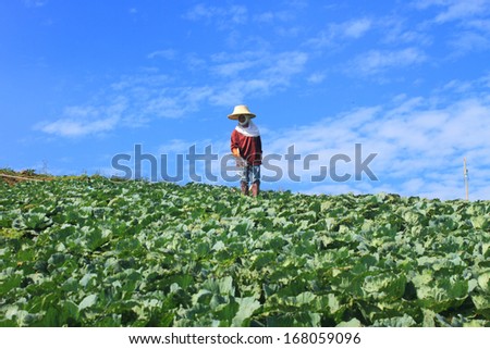 Women are working in Cabbage agriculture fields, Thailand