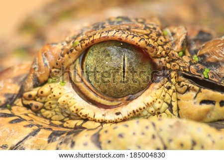 close up of the Crocodile eye, portrait of exotic reptile