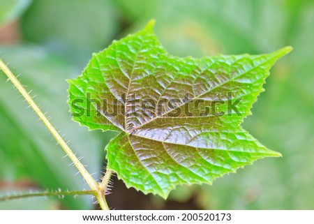 leaf texture, Texture of a green leaf as background