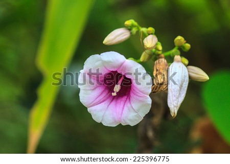 Morning glory flowers, Goat\'s Foot Creeper or Beach Morning Glory