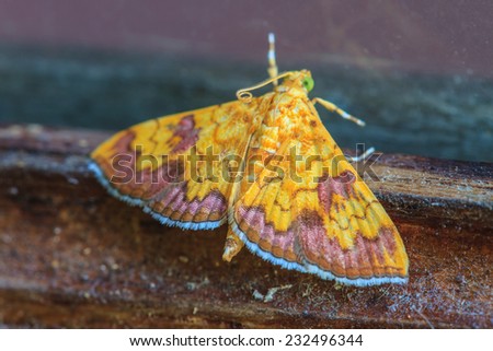 Close up of moth,night butterfly,Beautiful Insect