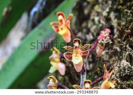 Cleisostoma duplicilobum Rare species wild orchids in forest of Thailand, This was shoot in the wild nature