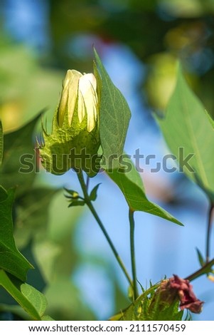 yellow Cotton flowers, among green leaves and soft blurred style for background, selective focus point.