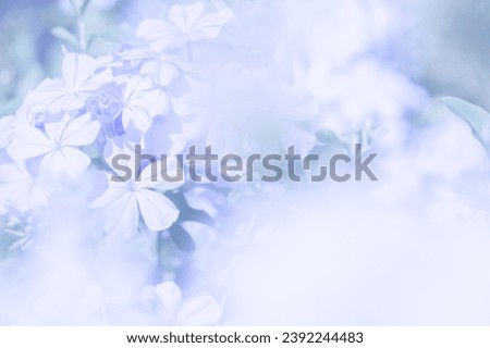 Similar – Image, Stock Photo purple flower with five petals on branch. Some unknown flower in forest in Latvia. grey blurred background.