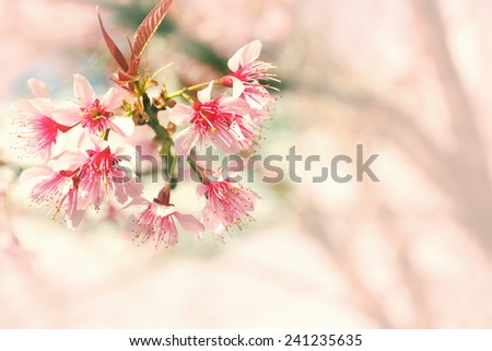 Closeup Cherry Blossom in soft color for background