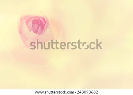 Sweet pink color rose petals in oil painting abstract concept for Valentines Day background