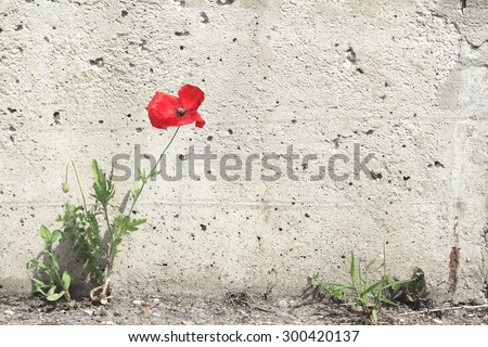 Lone poppy flower grew between the asphalt and concrete wall