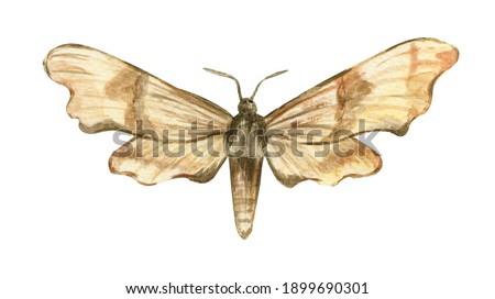 Hawk moth Mimas tiliae.  Watercolor illustration isolated on white background. Painting for cards, stickers, posters, mugs, tattoos