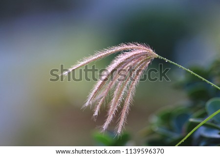 Dactyloctenium aegyptium (L.) Beauv.crowfoot grass with water drop Stok fotoğraf © 