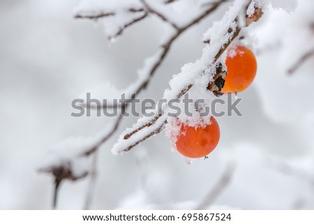 Similar – Image, Stock Photo Persimmon on the tree