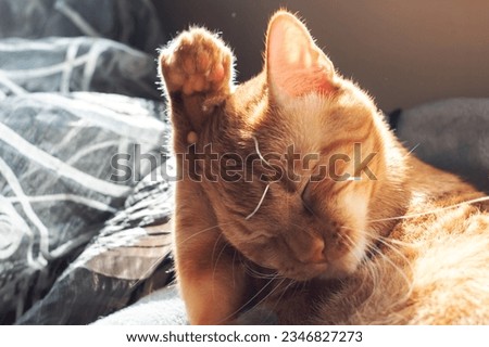 Ginger cat washes its paw in sunlight close up Stock foto © 
