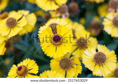 Similar – Image, Stock Photo Upclose view of blooming pink Daisy in the spring sun