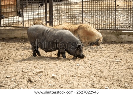 Similar – Foto Bild Zwei Molche auf einer Hand